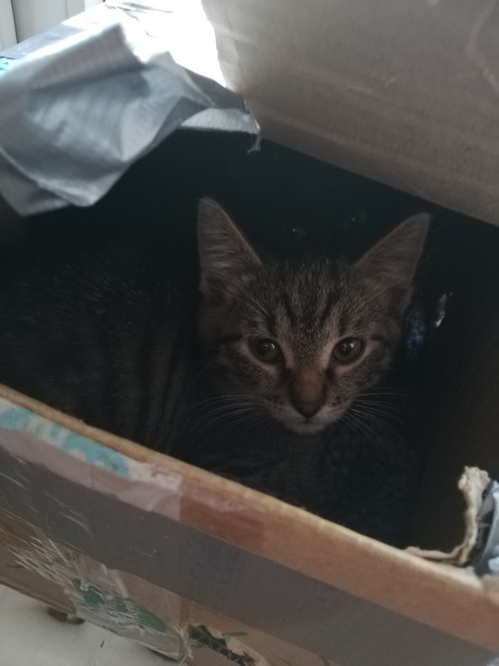 Three kittens out of the box!!! - My, Kittens, In good hands, Help, Longpost, cat, Moscow, Zelenograd, Moscow region, No rating, Helping animals