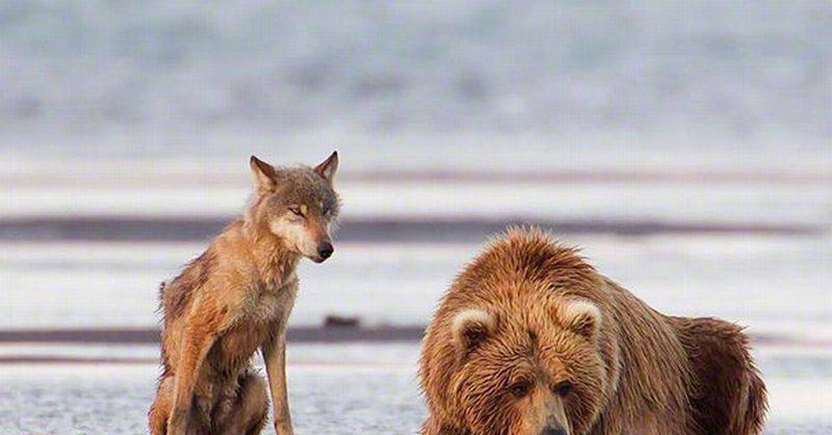 Какие отношения складываются между медведем и лисицей. Волки и медведи. Дикая природа Аляски. Волк и медведь Дружба. Волк и Медвежонок.