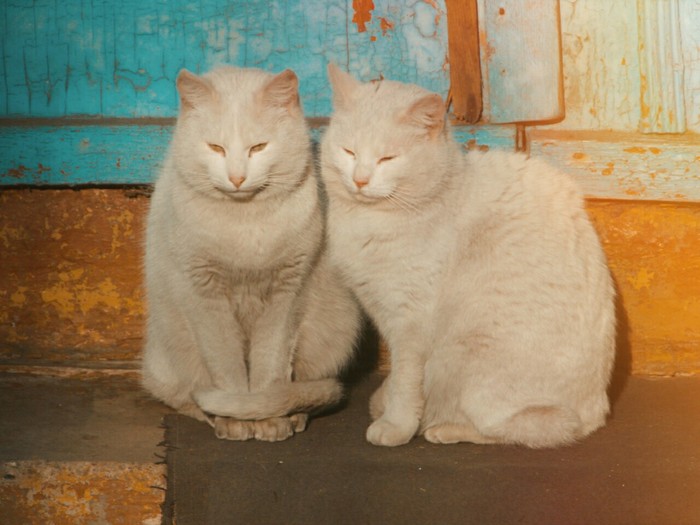 Two brothers - My, cat, Catomafia, The sun, The photo, White, , The film did not die, Animals