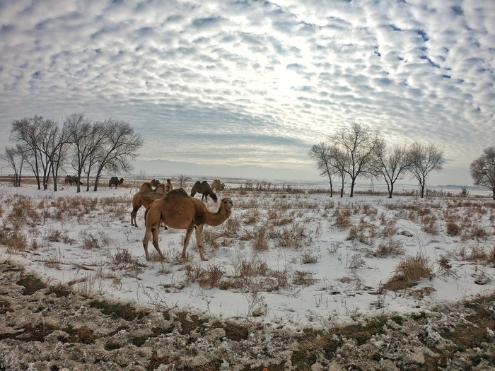 Ships of the desert in the snowy steppe. - My, Kazakhstan, Camels, Steppe