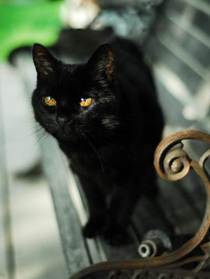 Shiny handsome man - cat, Black cat, The photo, Animals