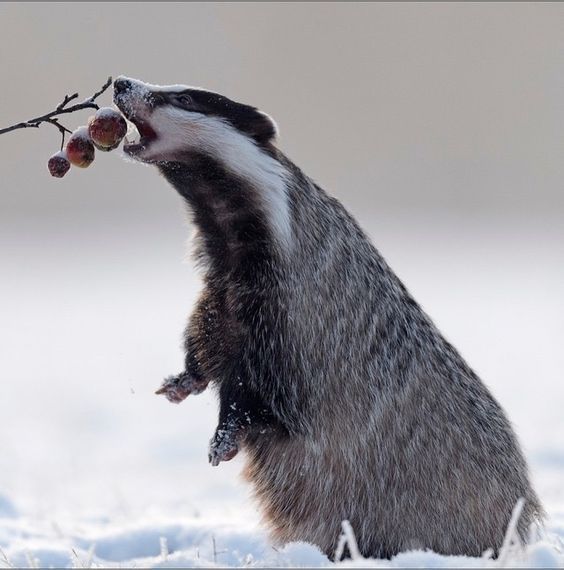 Kus - Winter, Badger, Berries, North, Animals, The photo