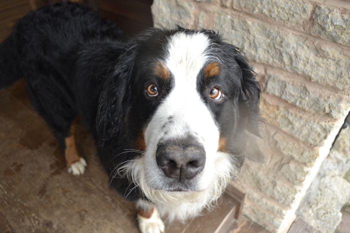 Bernie - My, Bernese mountain dog, Dog, Animals, Pets