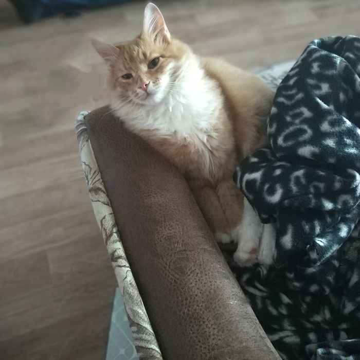 ��� ����