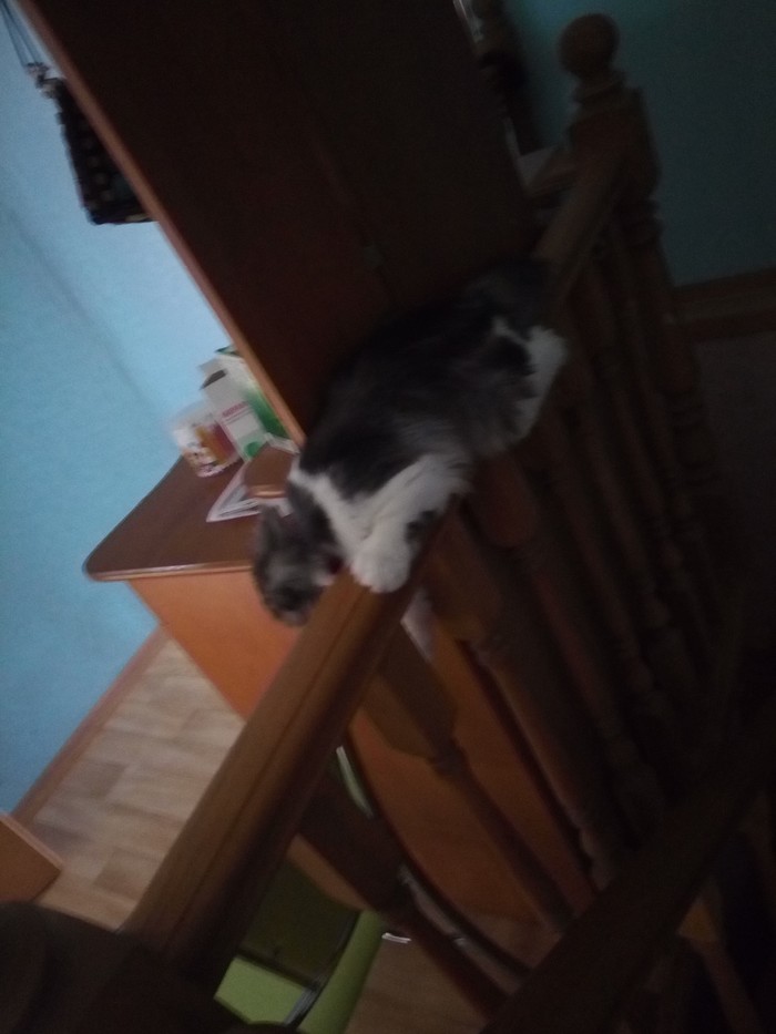 She is so comfortable... - My, cat, Kitty, Longpost