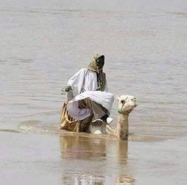 Camel - ship of the desert - Camels, Riders, Water, Literality