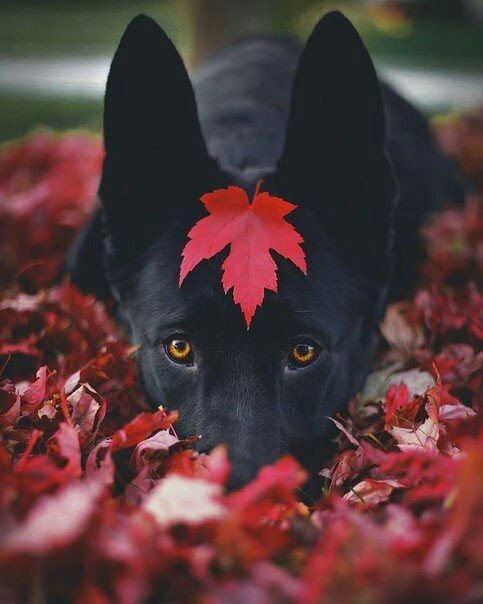 Wai! cuteness :3 - Dog, Leaves, Autumn, The photo