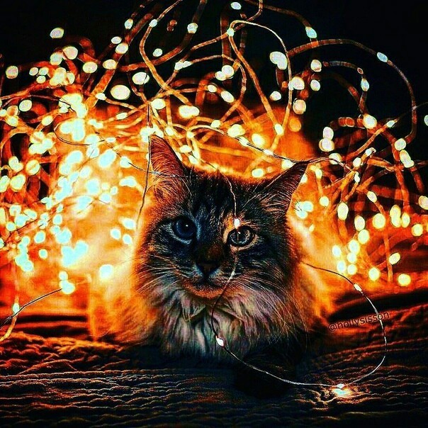 Magical! - cat, Garland