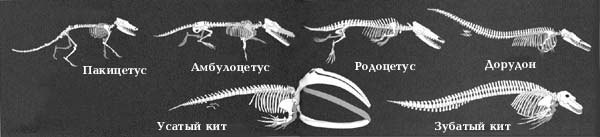 Секреты наших глаз - Животные, Человек, Глаза, Странности, Дельфин, Хорек, Кот, Сова, Длиннопост