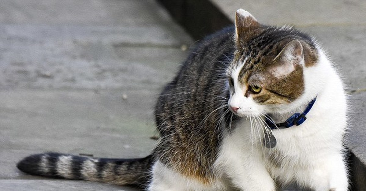 Главная кот. Кот Ларри мышелов. Кот мышелов в Англии. Кот мышелов игра. Порода кота Ларри.