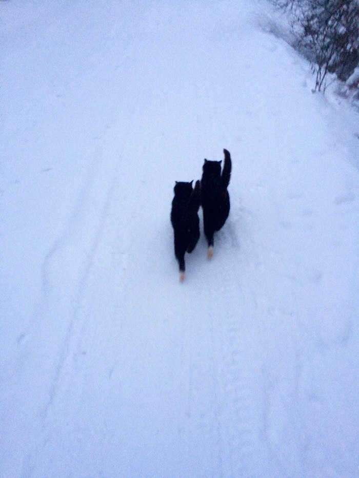 Walk - cat, Black cat, Pair, Snow, Walk, Synchronicity