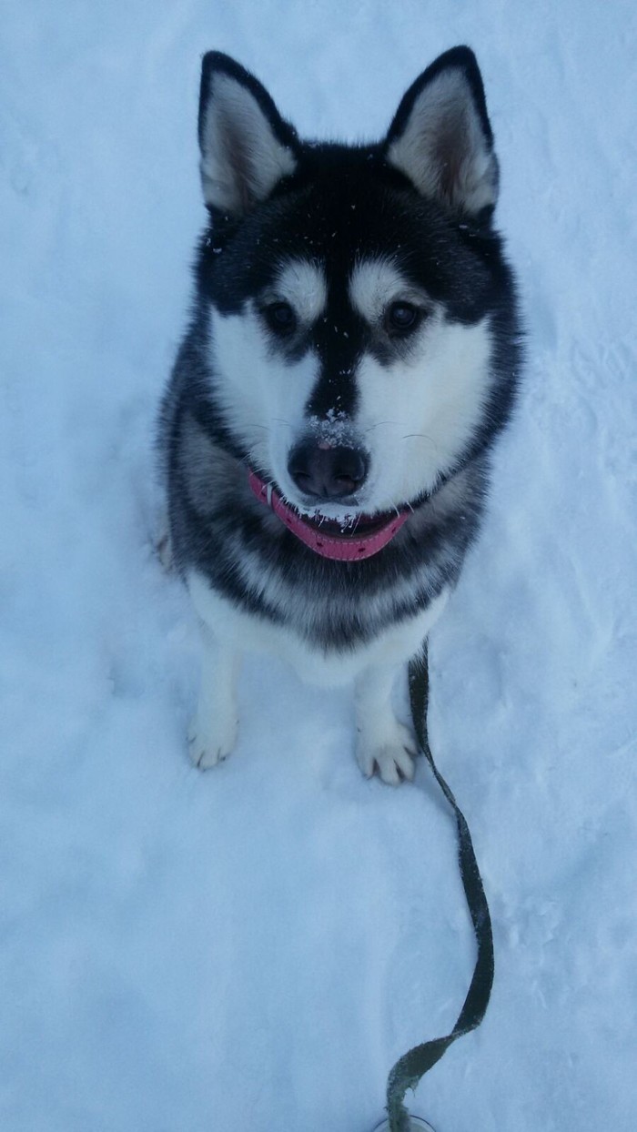 Husky, snowy nose - My, Husky, Dog, The photo, Winter