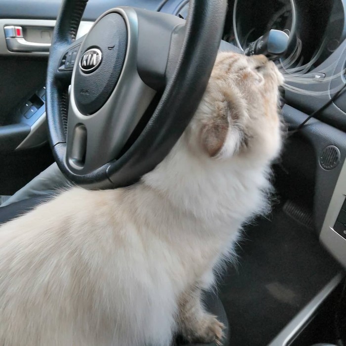 Behind the wheel. - My, cat, cat house, Kittens