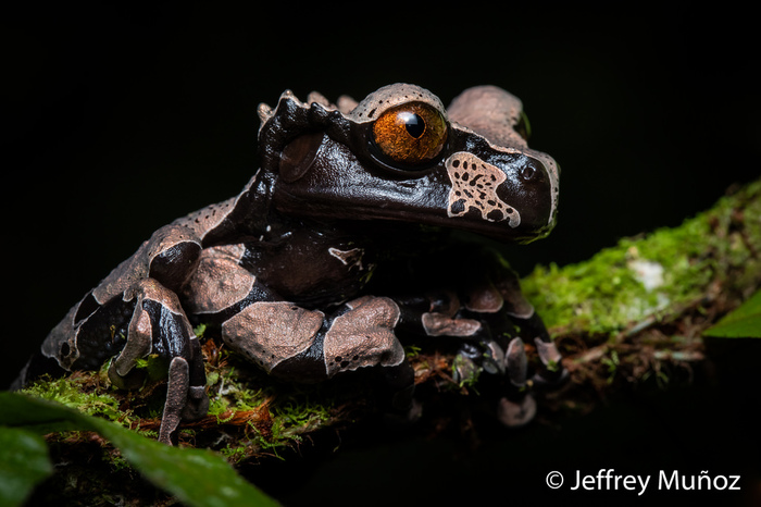 Photo - The photo, Amphibians