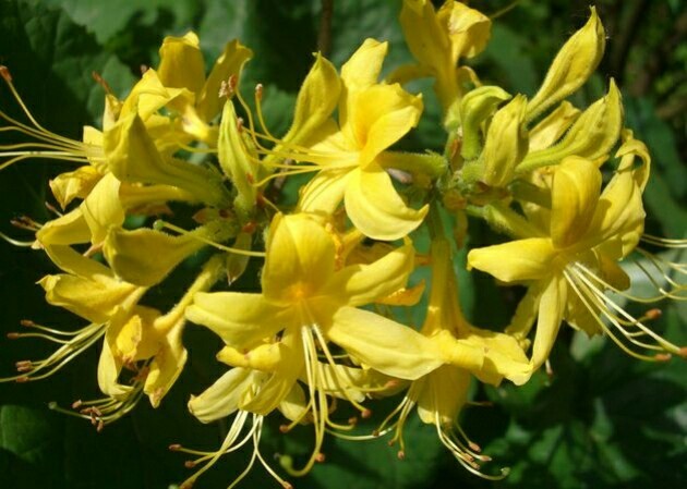 Rhododendron yellow. - My, Army, Mat, Army stories, Drugs, Longpost, Rhododendron, 18+