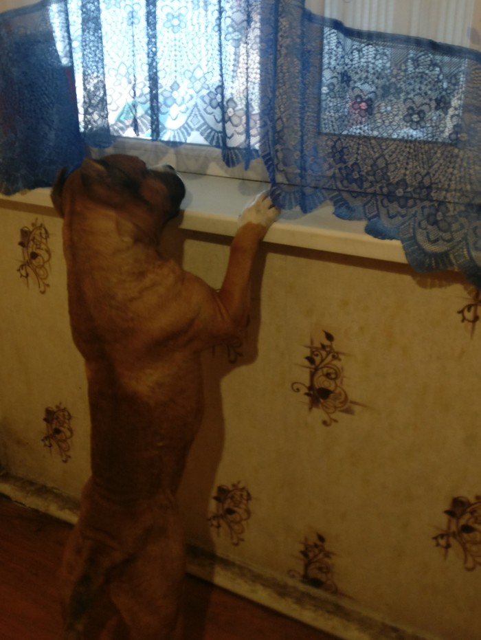 Good boy is waiting for someone - My, The photo, Dog, Pets, Animals