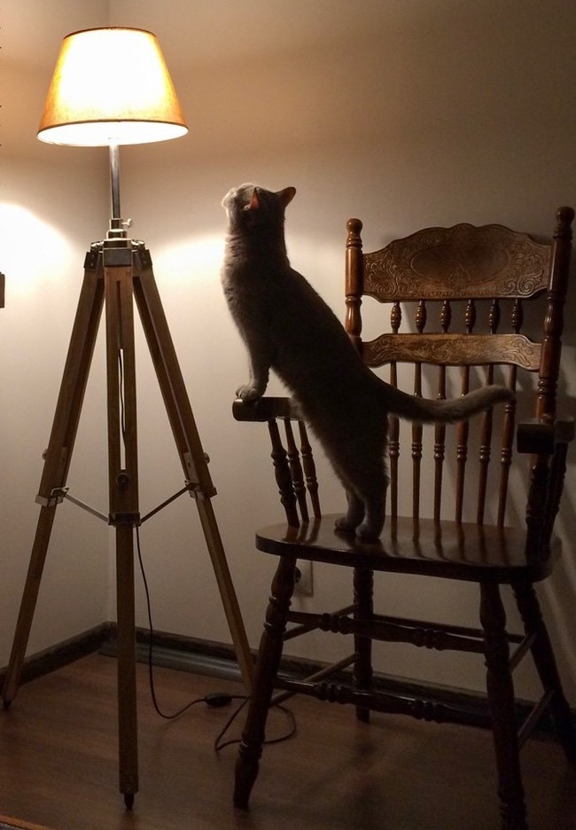 Cat lamp for you - My, Cat with lamp, The photo, cat