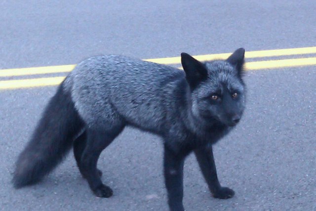 Silver fox - Fox, Animals, Milota, Reddit