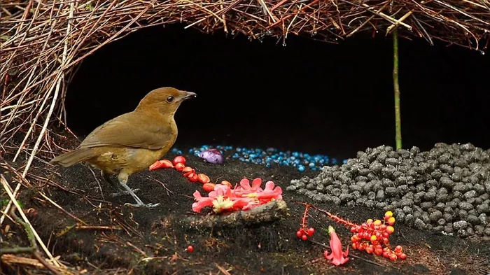 Shalashnik: The Great Architect of the Bird World - Shalashnik, Birds, Animals, Wild animals, Zoology, Humor, Nature, Longpost