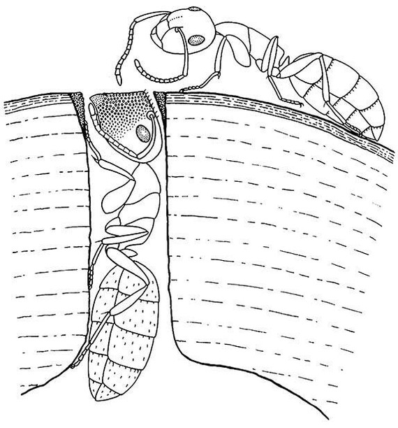Ants plugs - Ants, Insects, Interesting, Longpost, , Informative