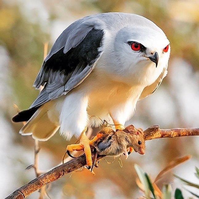 Black-winged Smoky Kite - wildlife, Birds, Elanus caeruleus