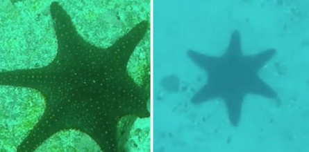 A starfish with an extra ray has been discovered. - Starfish, Mutation