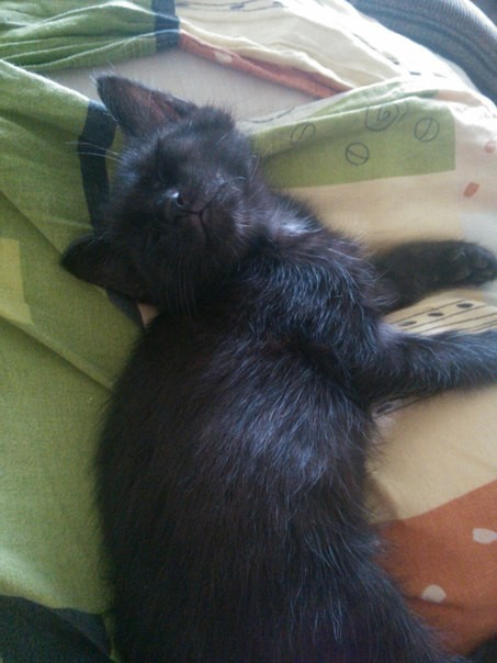 Our black - It Was-It Was, Black cat, Catomafia, Longpost, cat