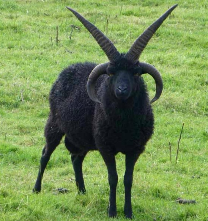 hellish lamb - Beast, Rams, Unusual