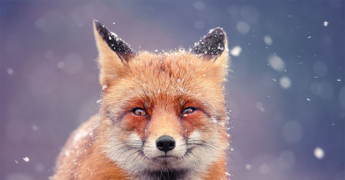 Snow fox. Снежная лиса. Лиса арт. Довольная лиса зимой. Довольная лиса арт.