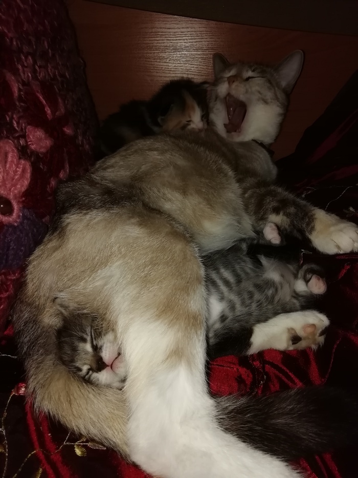 ������� ���