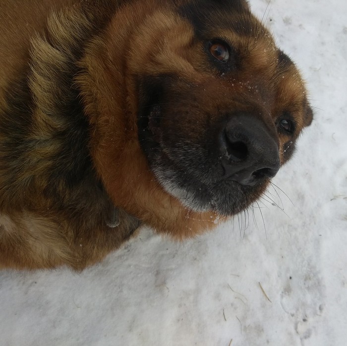 Just throw my happy dog - My, Dog, German Shepherd, , Snow