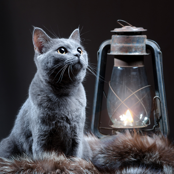 �������� ���