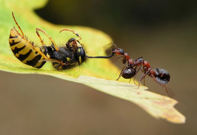 Рыжие лесные муравьи. Население, жилище, интеллект. Насекомые, Муравьи, Фотография, Длиннопост