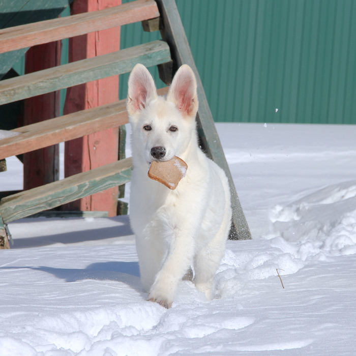 Thrifty... - My, White swiss shepherd, Puppies, Dog, , Thriftiness, Clever girl, 