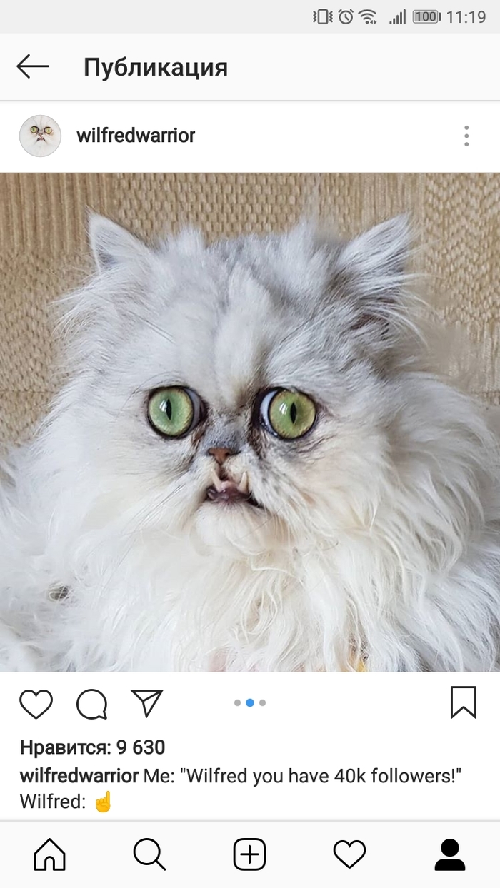 Кот Wilfred Кот, Длиннопост, Кот Wilfred