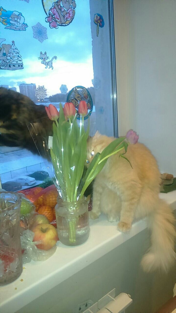 Dormouse and tulips - My, Catomafia, Longpost, cat, Tulips