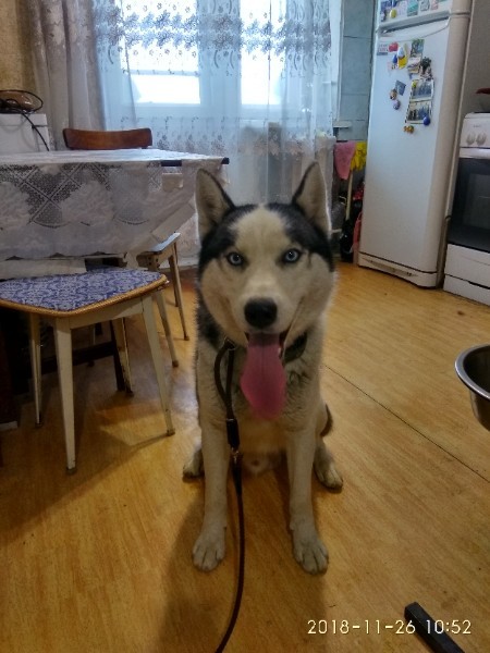 Husky male found! - My, Lost, Volgograd, Husky, No rating, Longpost, Dog, Help, Helping animals