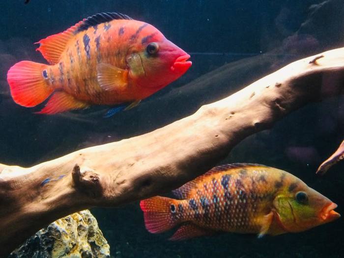 Cichlasoma festae - Aquarium fish, Cichlids