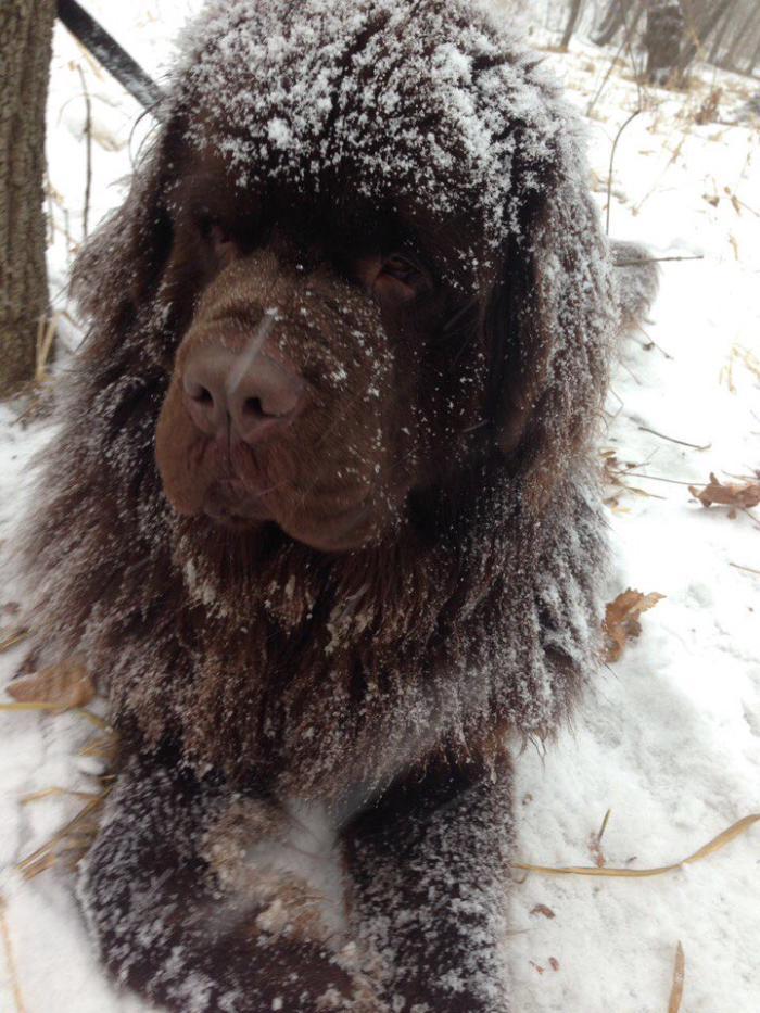 Nyufych - My, Dog, Newfoundland, Mental health, , Longpost