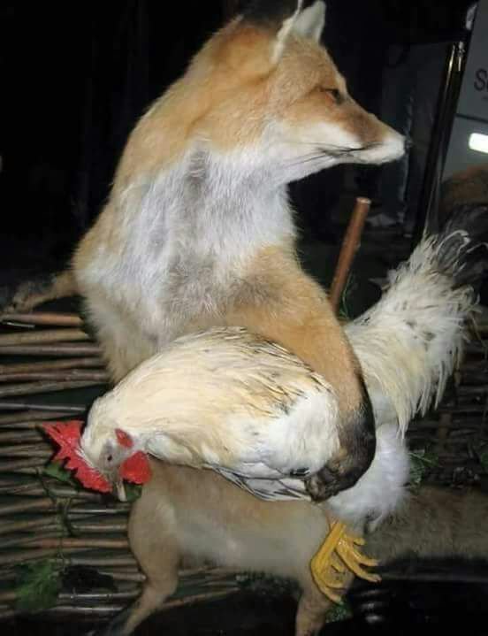 Hopelessness in the eyes - In the animal world, Hen, Fox, Hopelessness, Images