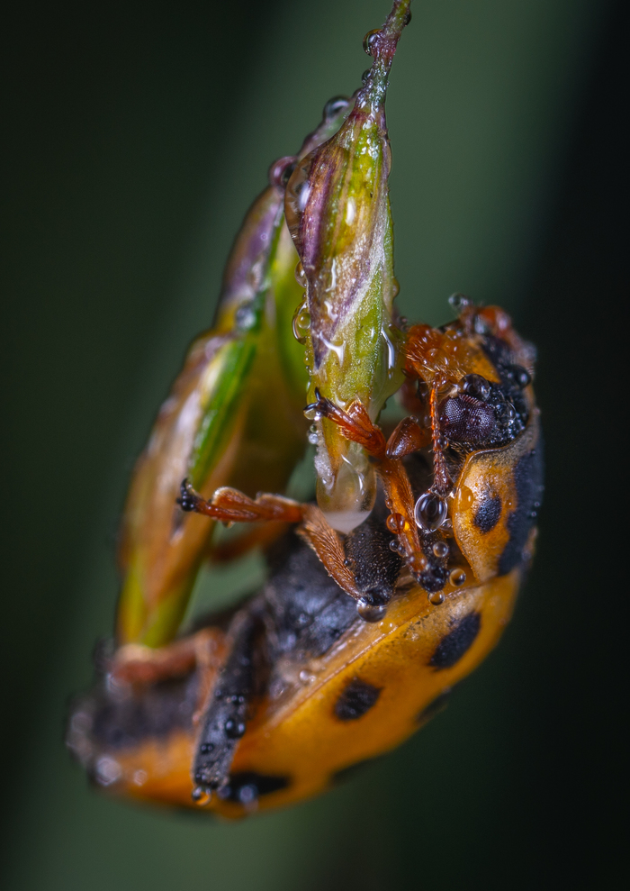 ladybug - My, Macro, Macrohunt, Insects, Жуки, ladybug, Mp-e 65 mm, Macro photography