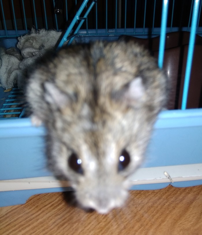 Hamster - Milota, My, Cutie, Hamster, Dzungarian hamster