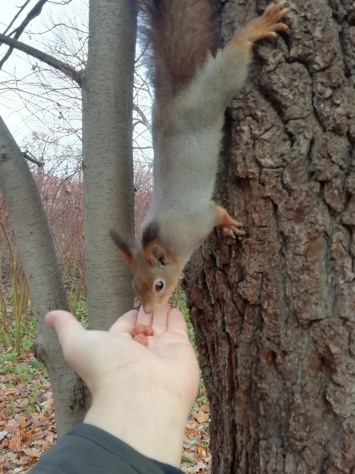 Squirrel - My, Squirrel, Cpcchio