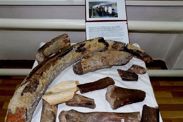 Fragments of ancient whale skeletons and mastodon tusks found in Stavropol Territory - My, Excavations, Mastodon, Antiquity, Archeology, Paleontology, Stavropol