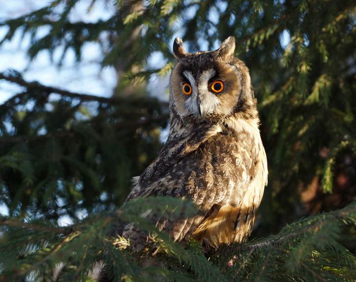 Eared owl - My, Owl, Birds, Ornithology, Eyes, Chelyabinsk