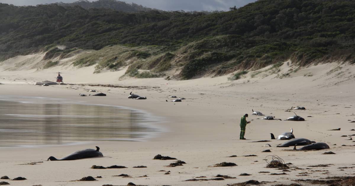 Почему дельфинов выбрасывает на берег. Киты в Австралии выбросились на берег. Дельфины выбрасываются на берег. Черные Дельфин выбросились на побержье. Выбрасывание китов на берег.