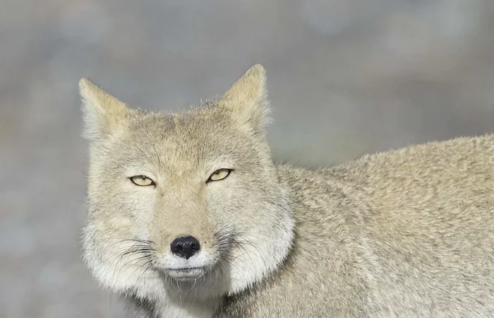 Tibetan fox: A symbol of Zen and universal indifference - My, Tibetan fox, Fox, Animals, Wild animals, Humor, Nature, Zoology, Animal book, Longpost