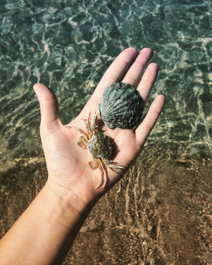 Mood sea - My, Crimea, Sea, Summer, Crab, Hand, Beliaus