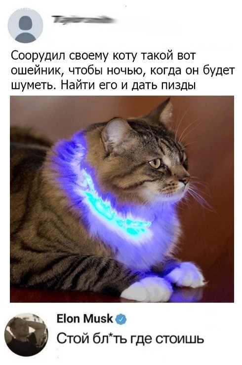 Idea - cat, Collar, Humor, Mat