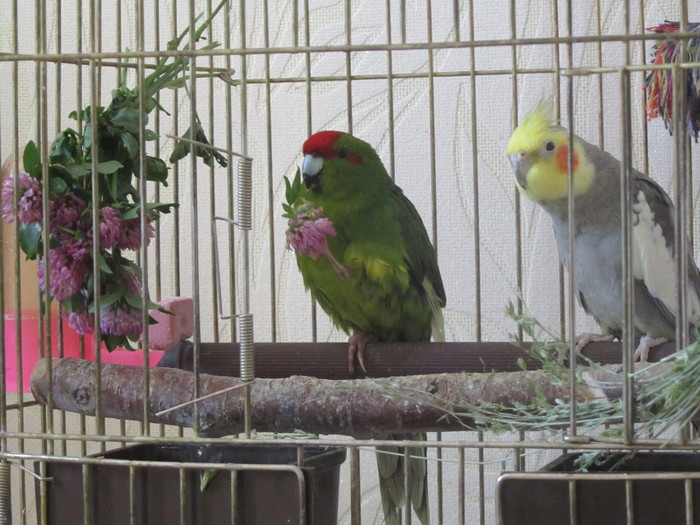 Domestic feathered pets - My, Pets, A parrot, Corella, , Kakariki (Jumping Parrots)